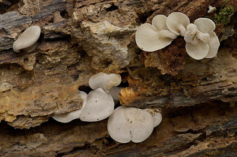 Ossicaulis lignatilis